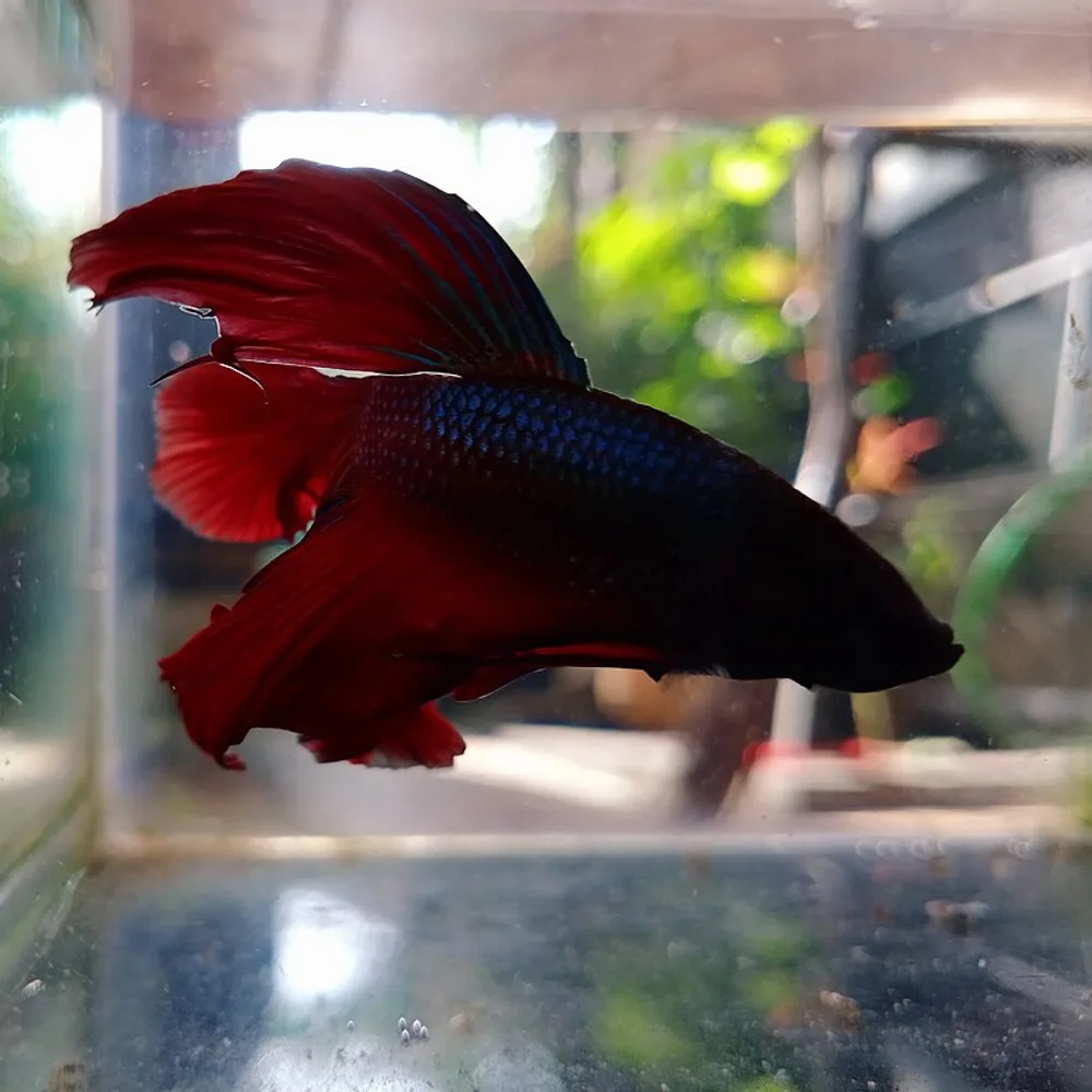 Betta Halfmoon Vermelho