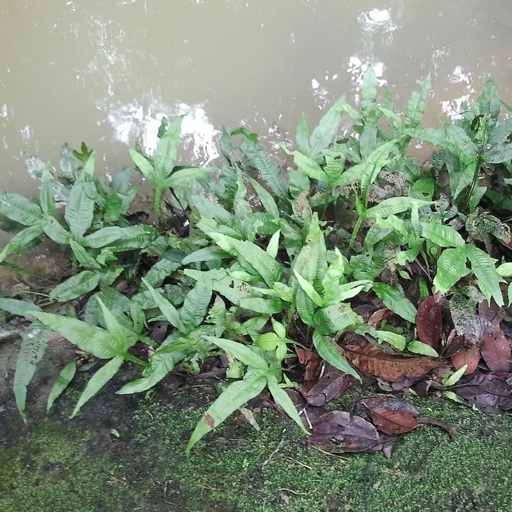 Java Fern