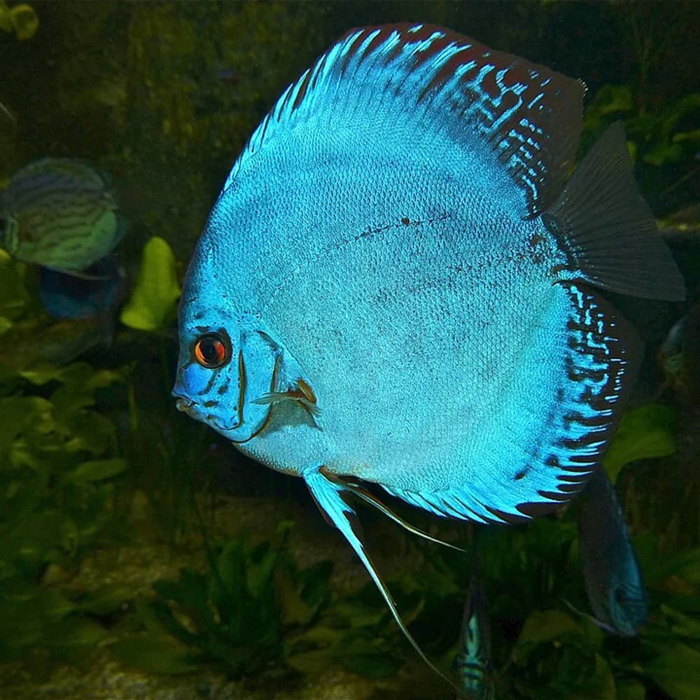 Acará Disco Azul