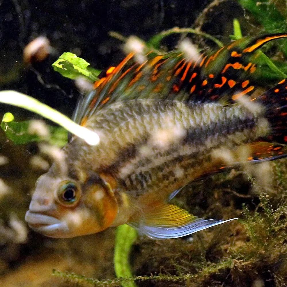 Apistogramma Cacatuoides