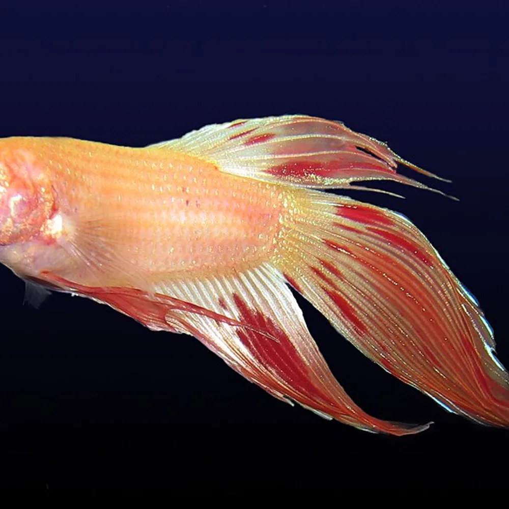 Betta Plakat Cambodia