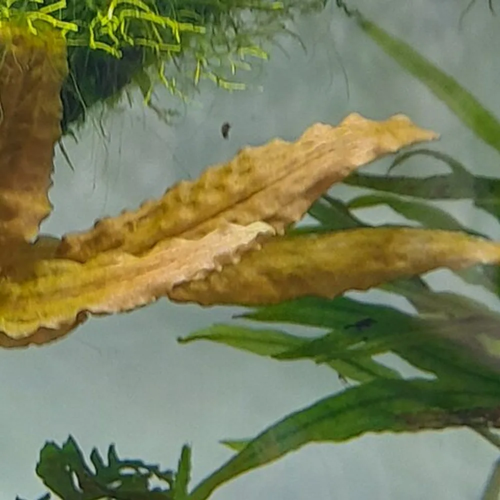 Cryptocoryne Wendtii