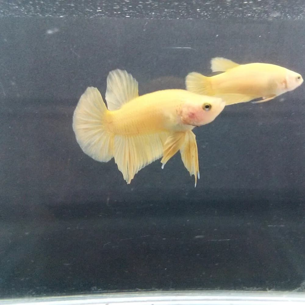 Betta Plakat Amarelo