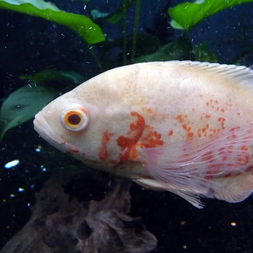 Oscar Albino