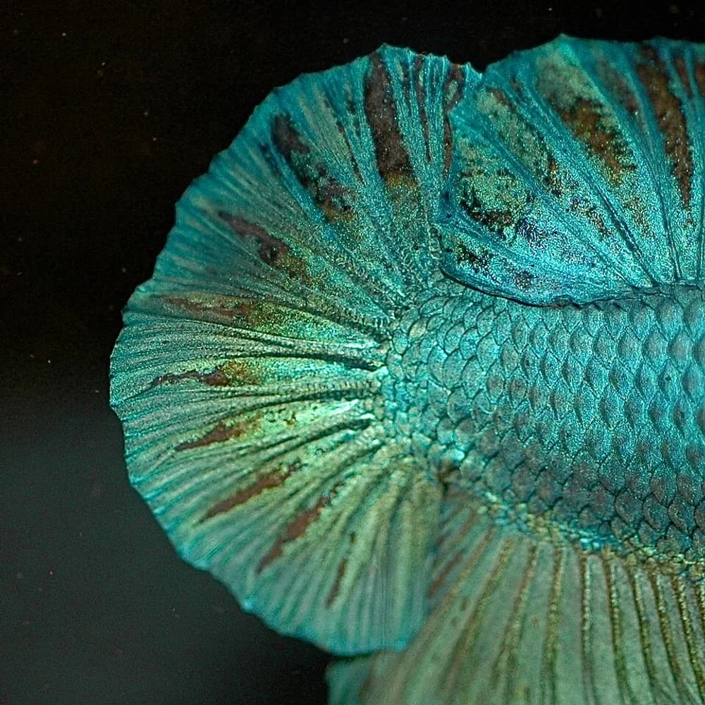 Betta Halfmoon Azul Royal